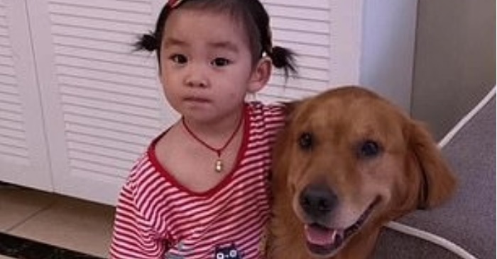  L’Amour Inconditionnel du Chien: Un Golden Retriever réconforte un enfant au milieu d’un désaccord parental